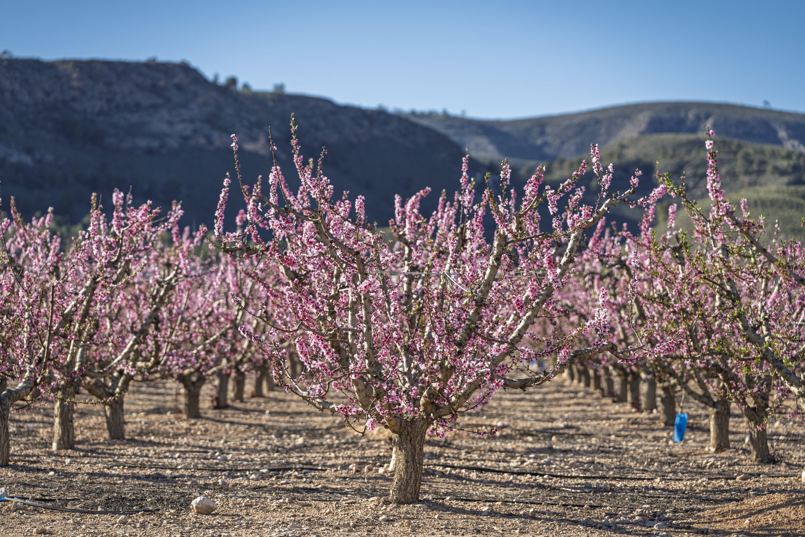 Seguros para Particulares paco Caballero